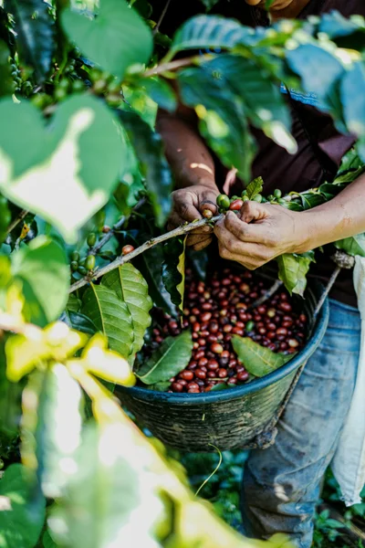 Cru Coffee Imports header